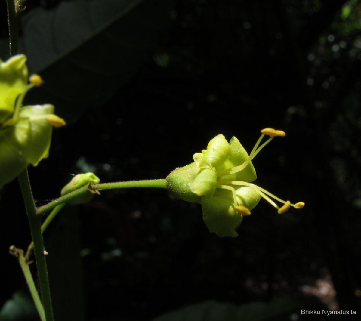 Harpullia arborea (Blanco) Radlk.